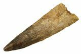 Bargain, Fossil Spinosaurus Tooth - Real Dinosaur Tooth #258946-1